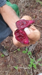 Opuntia decumbens, photograph (c) Xavier Alejandro Caratachea Navarro, some rights reserved (CC BY)