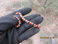 Sonora palarostris