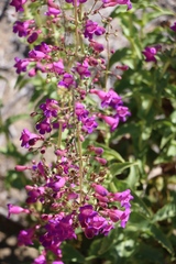 Penstemon clevelandii