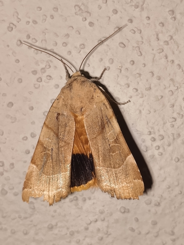 Broad-bordered Yellow Underwing