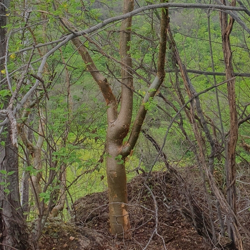 Bursera grandifolia
