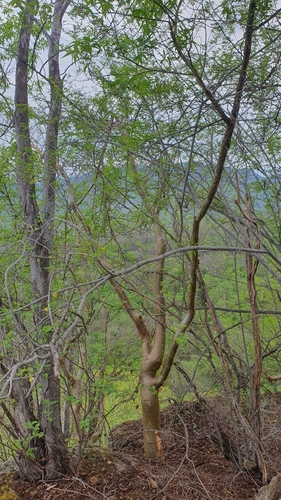 Bursera grandifolia, photograph 1
