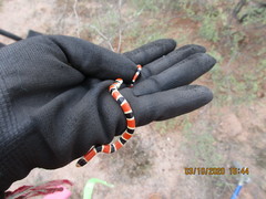 Sonora palarostris