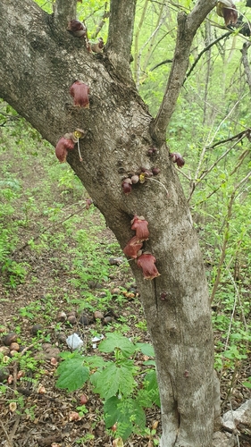Crescentia alata, photograph 5