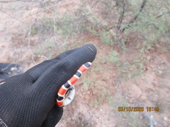 Sonora palarostris