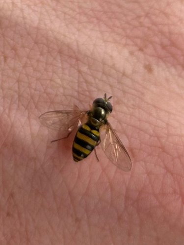Long-tailed Aphideater Complex