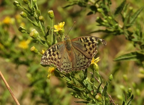 Cardinal Butterfly