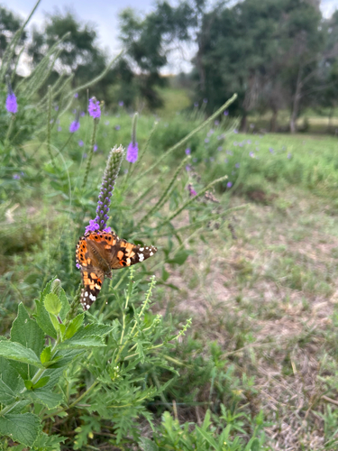 Painted Lady