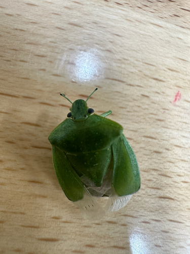 Green Stink Bug