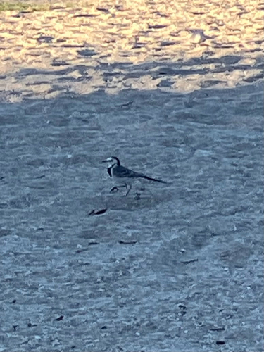 White Wagtail