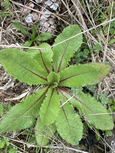 Lactuca virosa, photograph 2