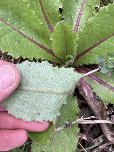 Lactuca virosa, photograph 3