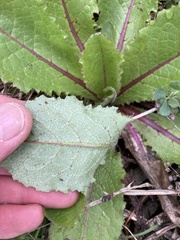 Lactuca virosa, photograph (c) Matt Scott, some rights reserved (CC BY)