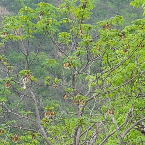 Cochlospermum vitifolium, photograph 3