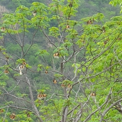 Cochlospermum vitifolium, photograph (c) Xavier Alejandro Caratachea Navarro, some rights reserved (CC BY)