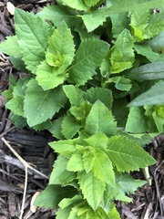 Platycodon grandiflorus