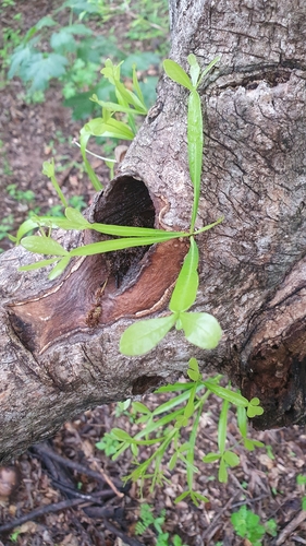 Crescentia alata, photograph 6