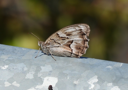 Striped Grayling