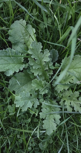 ragwort
