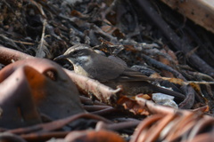 Cinclodes nigrofumosus