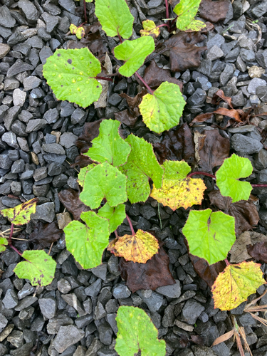colt's-foot