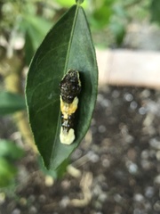 Heraclides cresphontes