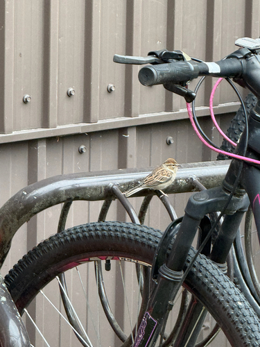 Chipping Sparrow