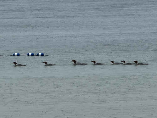 Common Merganser