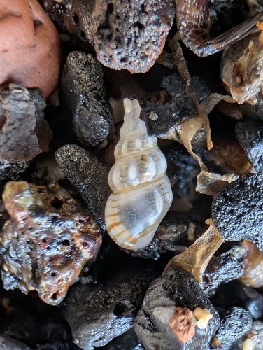 Rissoa variabilis, 2026-09-08