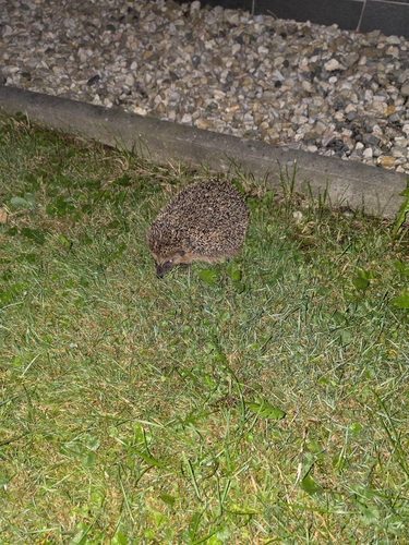 Common Hedgehog
