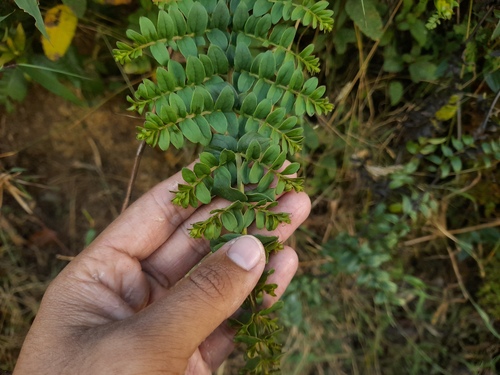 Coriaria ruscifolia observed 2026-09-11