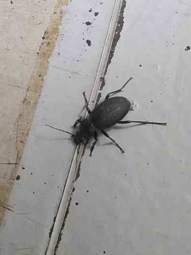 Leather Beetle