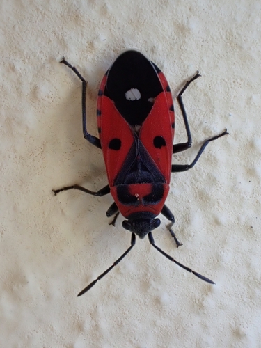Melanocoryphus albomaculatus
