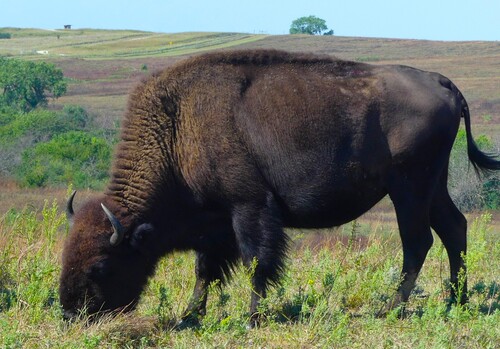 American Bison