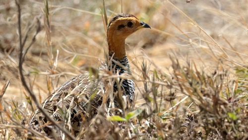 iNaturalist image