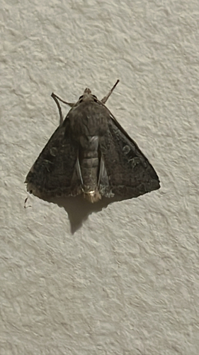Square-spot Rustic