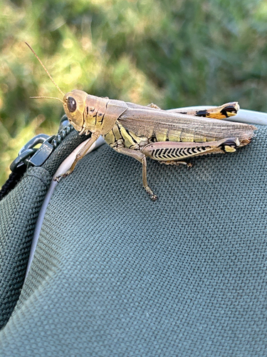 Differential Grasshopper