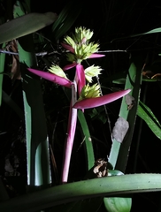 Aechmea aquilega