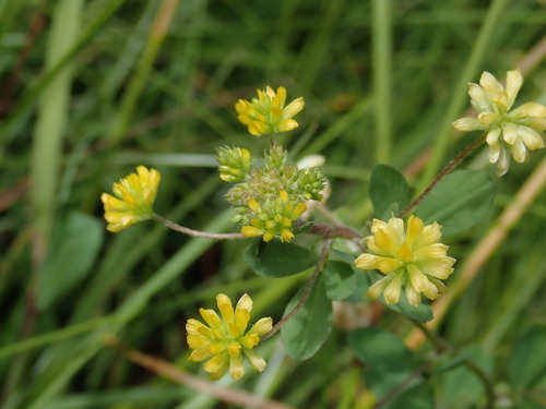 Trifolium dubium, photograph 4