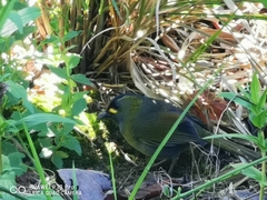 Liocichla steerii