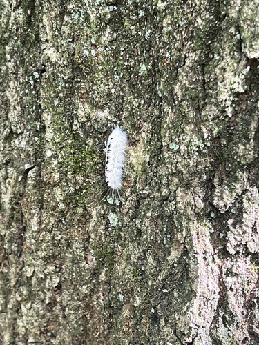 Hickory Tussock Moth