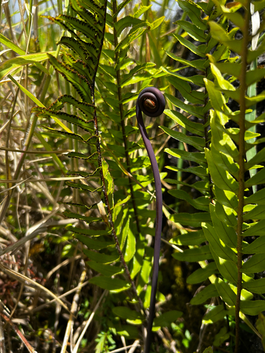 Nephrolepis exaltata observed 2026-08-29