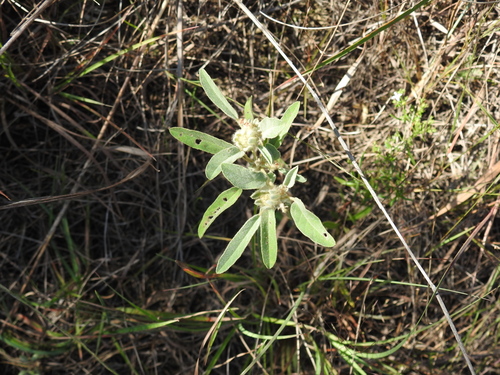 woolly croton