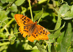 Speyeria cybele letona