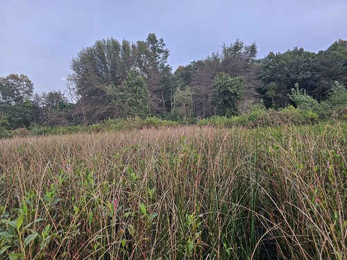 slender bulrush