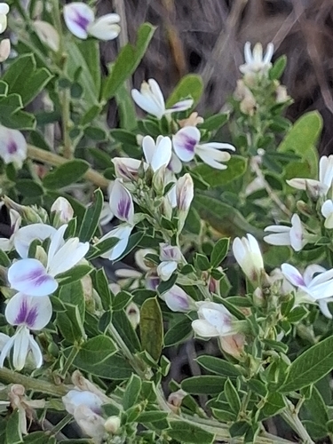 Chinese bushclover
