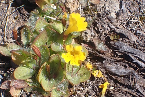 Erythranthe primuloides, photograph 2