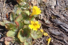 Erythranthe primuloides, photograph author not stated, no rights reserved