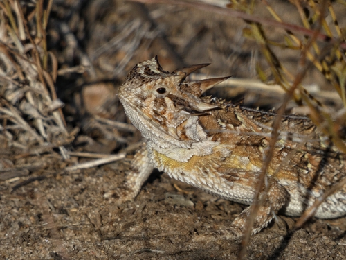 Texas Horned Lizard observed by jd_flores