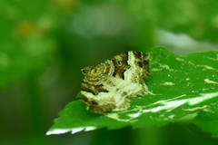 Xanthorhoe biriviata